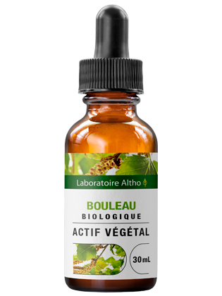 Bouleau bio