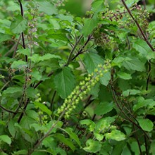 Basilic sacré bio