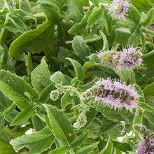 Menthe arvensis bio (Menthe des champs)