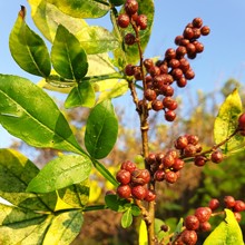 Poivre du Népal bio (Timur)