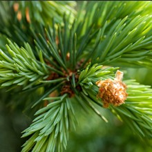 Sapin de l'Himalaya bio