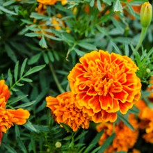 Tagète bio