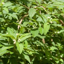 Verveine sauvage
